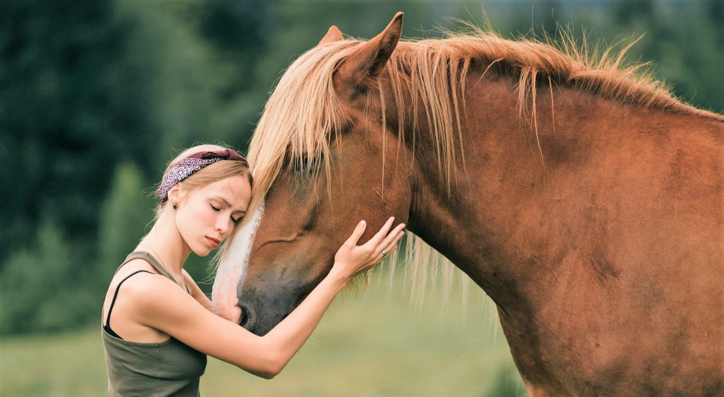 how much should senior horses eat